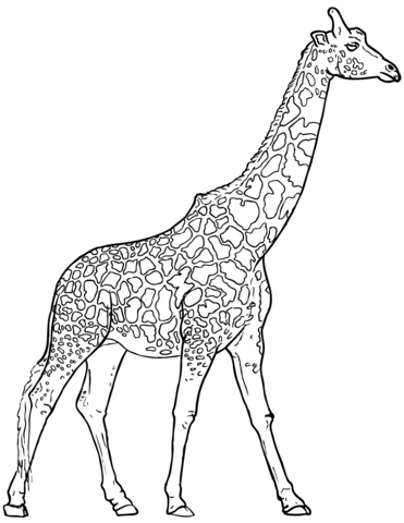 Realistic Giraffe Coloring Page